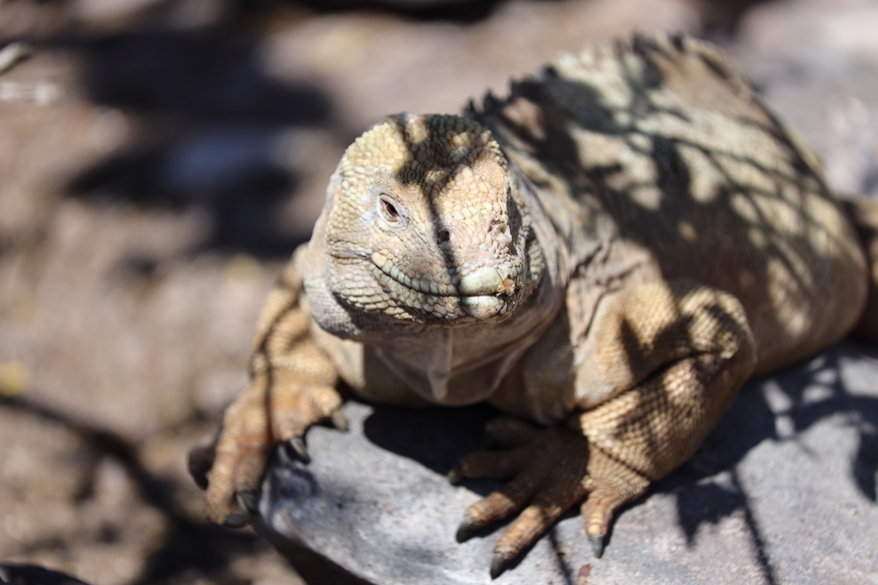 The Enchanted Islands – Galapagos.